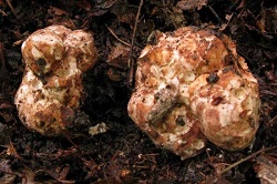 choiromyces-meandriformis-