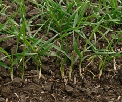 Efectul favorabil al fertilizarii asupra productiei si procentului de gluten la grau