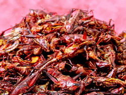 Care sunt riscurile folosirii insectelor drept produsele alimentare sau hrana pentru animale?