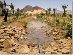 De la desert la oaza in 4 ani