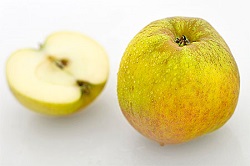 Soiul de mar ”Frumos de Boscop”