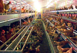 temperatura si iluminatul halei la gainile ouatoare