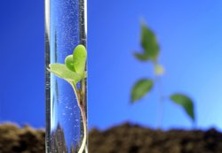 Parlamentul European respinge propunerea de interdictii nationale pentru OMG