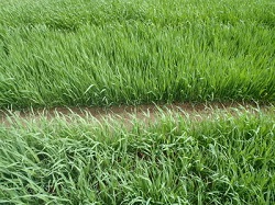 Ovazul, erbicid natural pentru dicotiledonate