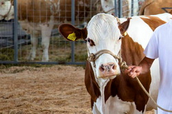 Acreditare rase de Baltata