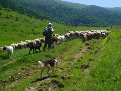 Afaceri fermieri in zonele montane