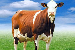 Asociatie Crescatori Vaci Baltata Romaneasca Tip Simmental