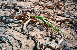 Comisia Europeana a aprobat ajutoarele pentru fermierii romani afectati de seceta