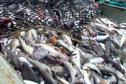 Noile cote de pescuit in Marea Neagra alocate Romaniei pentru 2016