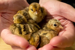 Cresterea puilor de fazani