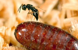 Studiu inedit. Proprietarii de cai pot lupta impotriva mustelor cu ajutorul viespilor, in loc de insecticide