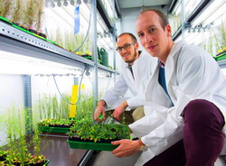 Descoperire stiintifica importanta. Cum vorbesc celulele plantelor unele cu altele?