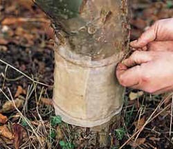 December Fruit Calendar