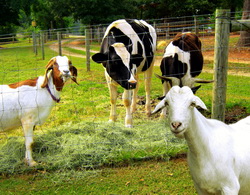 FNGCIMM garanteaza creditele ANT bovine ovine caprine