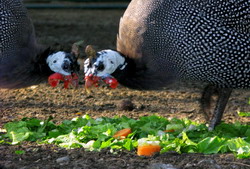 Hranirea bibilicilor adulte