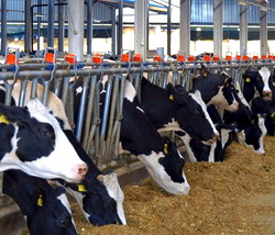 Hranirea vacilor in timpul iernii