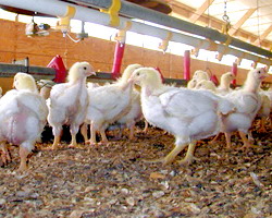 Investitii din India de 150 milioane de euro in ferme de crestere si productie de pui