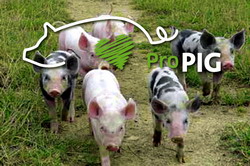 Manual - Cresterea ecologica a porcilor