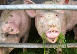 Manual - Cresterea ecologica a porcilor pentru carne