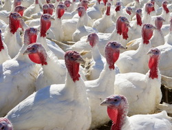 Parazitii in cresterea curcilor