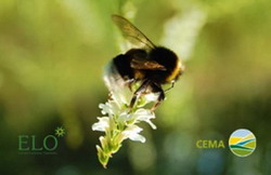 CEMA-ELO European Bee Award 2015 premiaza tehnologiile benefice pentru albine