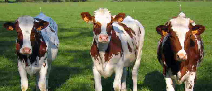 Selectia taurasilor de reproductie