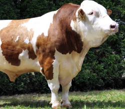 Selectia taurilor pentru reproductie