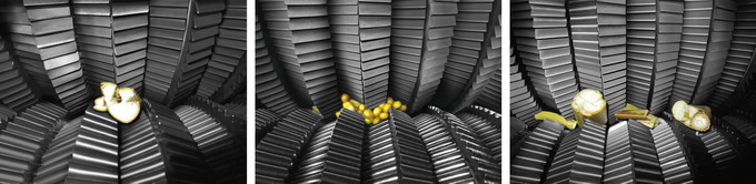 Sistemul CLAAS MCC MAX - porumb furajer