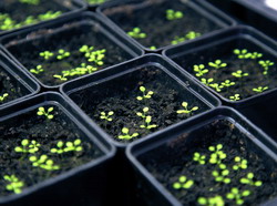 O noua modalitate de cultivare a plantelor cu ajutorul microbioamelor