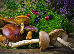 Valorificare produse forestiere nelemnoase PFNL Suceava