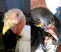 Variola aviara (Diftero-variola)