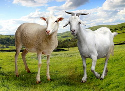 Asociatii acreditate pentru registrul genealogic si controlul productiei la ovine si caprine, in 2015