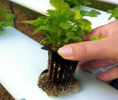 Culturile hidroponice – Tehnica de cultivare a legumelor pe film nutritiv (NFT)