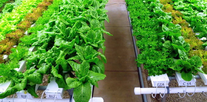 Culturi hidroponice - legume pe film nutritiv NFT