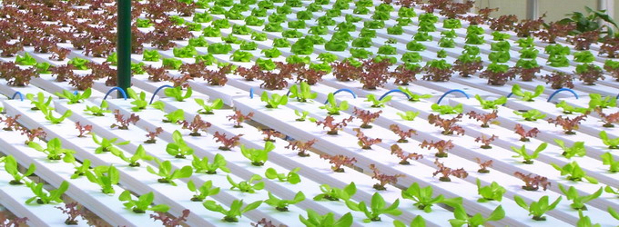 Culturi hidroponice - rasaduri legume pe film nutritiv NFT