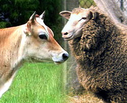 Reuniunea de lucru pentru sustinerea cresterii exporturilor de ovine si bovine in tarile arabe