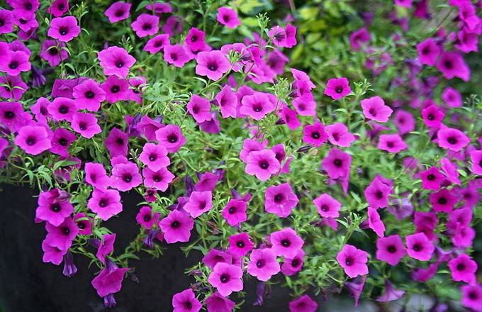 Fertilizarea florilor - Fertilizarea petuniilor