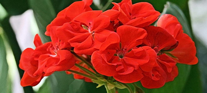 Fertilizarea florilor - ingrasaminte pentru muscate