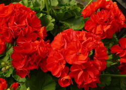 Fertilizarea muscatelor