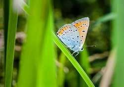 Conferinta „Fluturi de interes comunitar in pajistile din Romania”