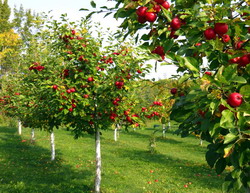 Se propune o Ordonanta pentru modificarea si completarea Legii Pomiculturii