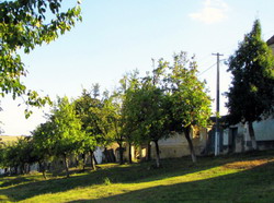 Livada-batraneasca.ro, website dedicat soiurilor pomicole traditionale si pomiculturii