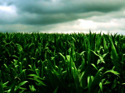 Ozonul generat la nivelul solului reduce randamentul culturilor de porumb si soia