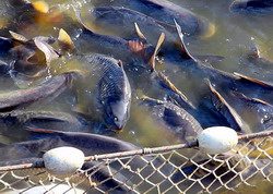 POPAM: Prelungirea sesiunii de primire a cererilor de finantare pentru Masura III.1 – PU4