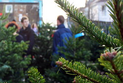 Oferta Romsilva 2015 cuprinde peste 33.000 de pomi de Craciun pentru Sarbatorile de Iarna