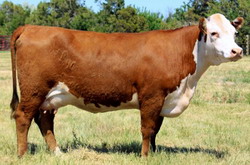 Selectia bovinelor de prasila