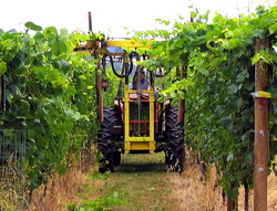 Subventionare Motorina adeverinte plantatii vita-de-vie