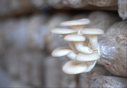oyster-mushroom-cultivation-0