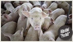 Hibrizi de porcine realizati si verificati in Romania