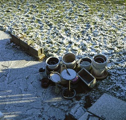 Ce facem in gradina de flori, in decembrie?